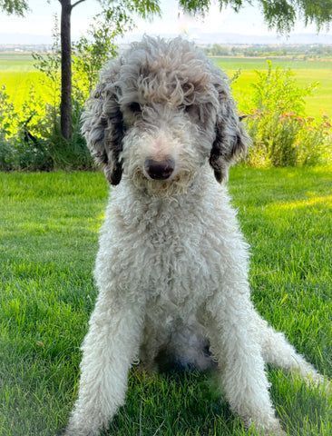 Curly-haired black-and-white dog sitting on grass in a sunny park.