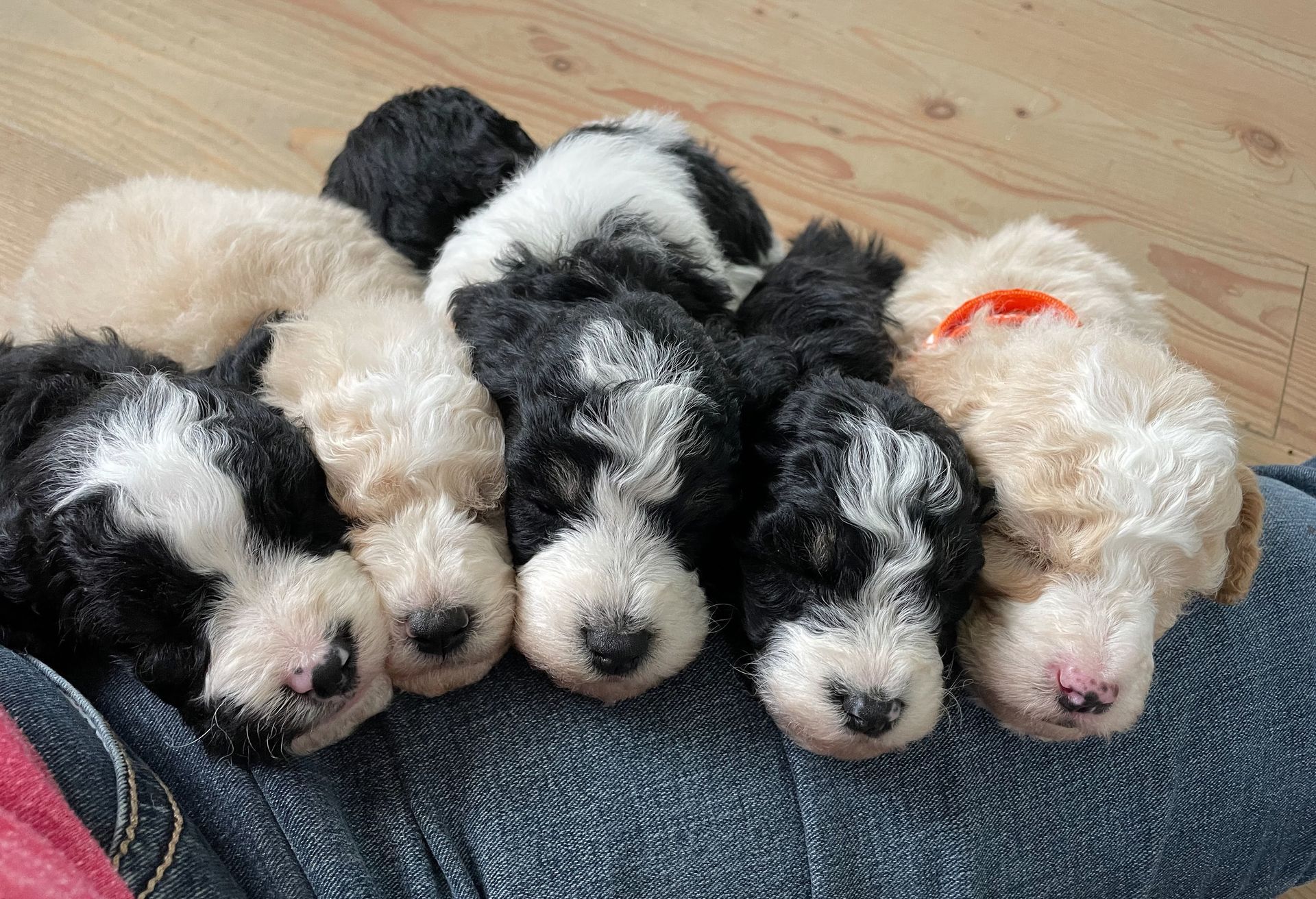 Five sleeping black-and-white puppies cuddled together on a blanket on a wooden floor.