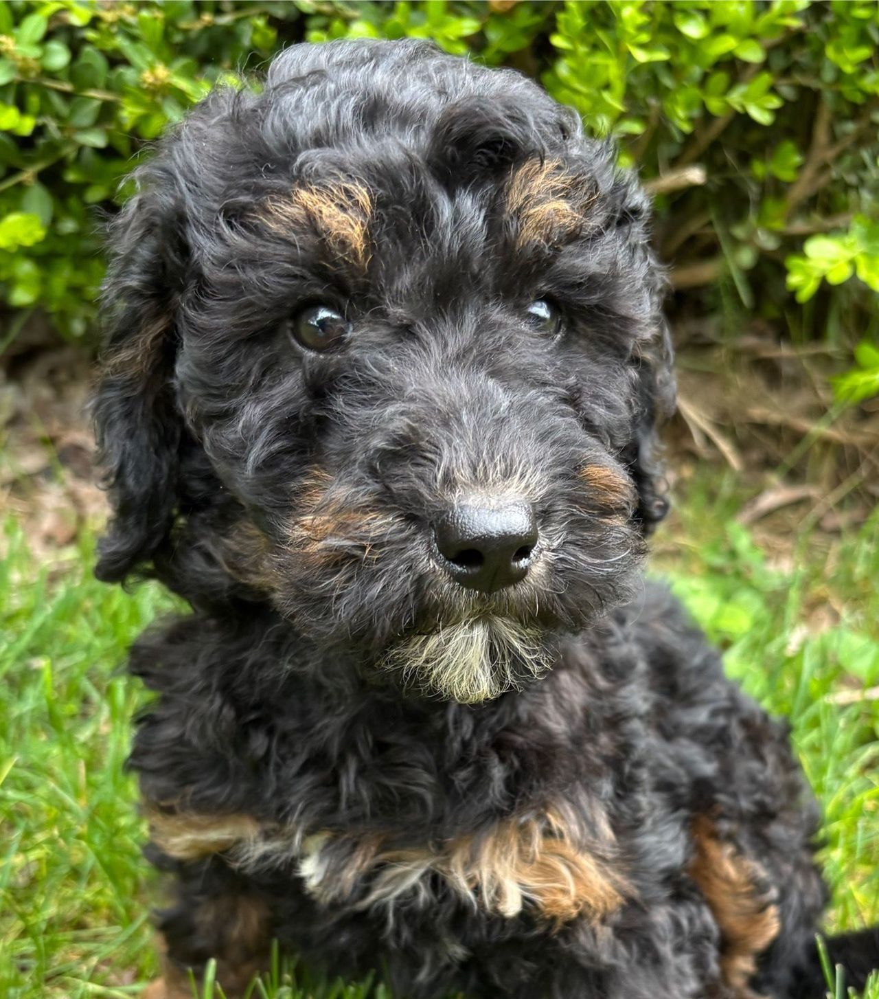 Black and tan curly puppy sitting in grass with a leafy hedge behind it