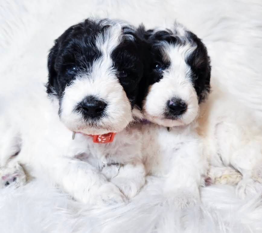 Two black-and-white fluffy puppies cuddling on a white blanket