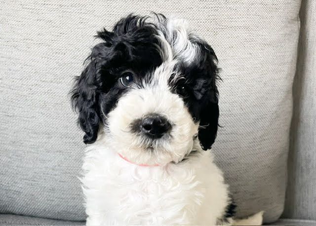 Black-and-white fluffy puppy sitting on a gray couch, looking at the camera.