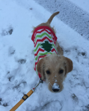 Small dog in a red-and-green sweater standing in snow on a leash
