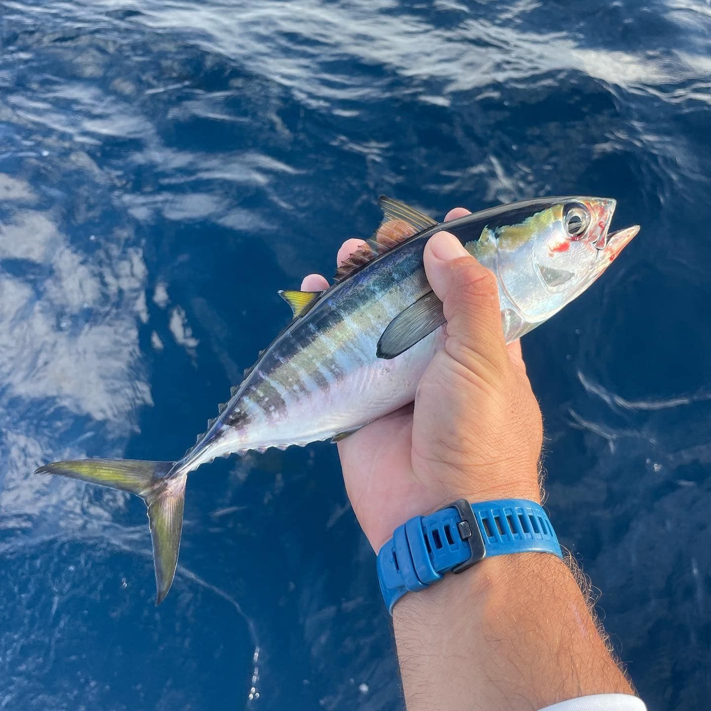 Hand holding a small silver fish with yellow tail over deep blue ocean water.