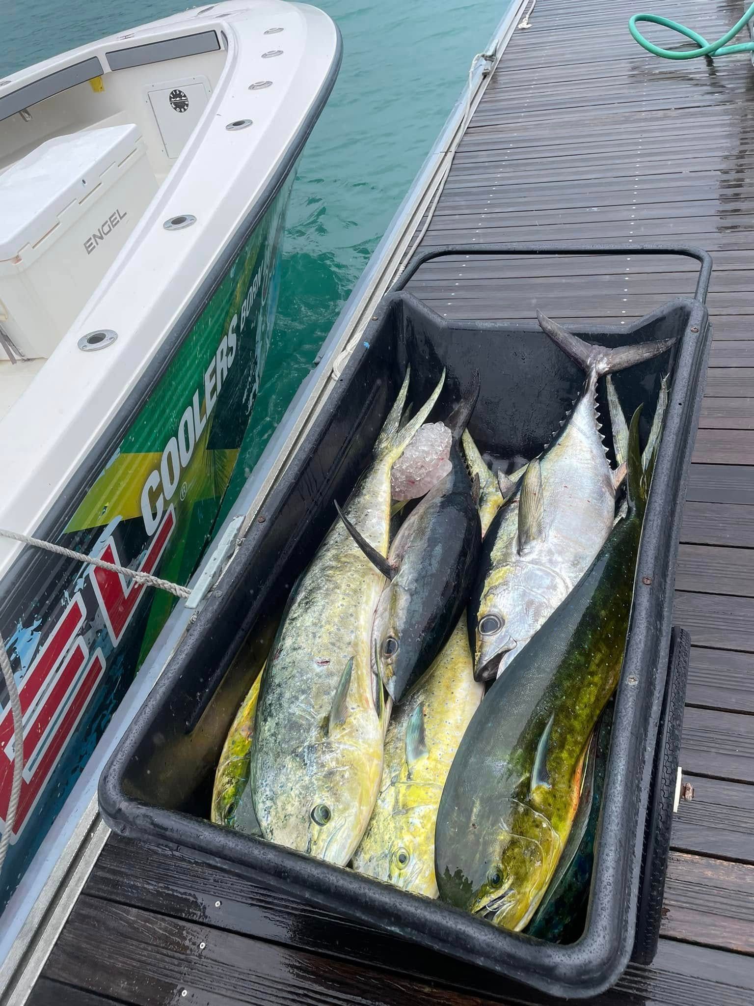 Fish in a black bin beside a boat on a dock, with green water nearby.