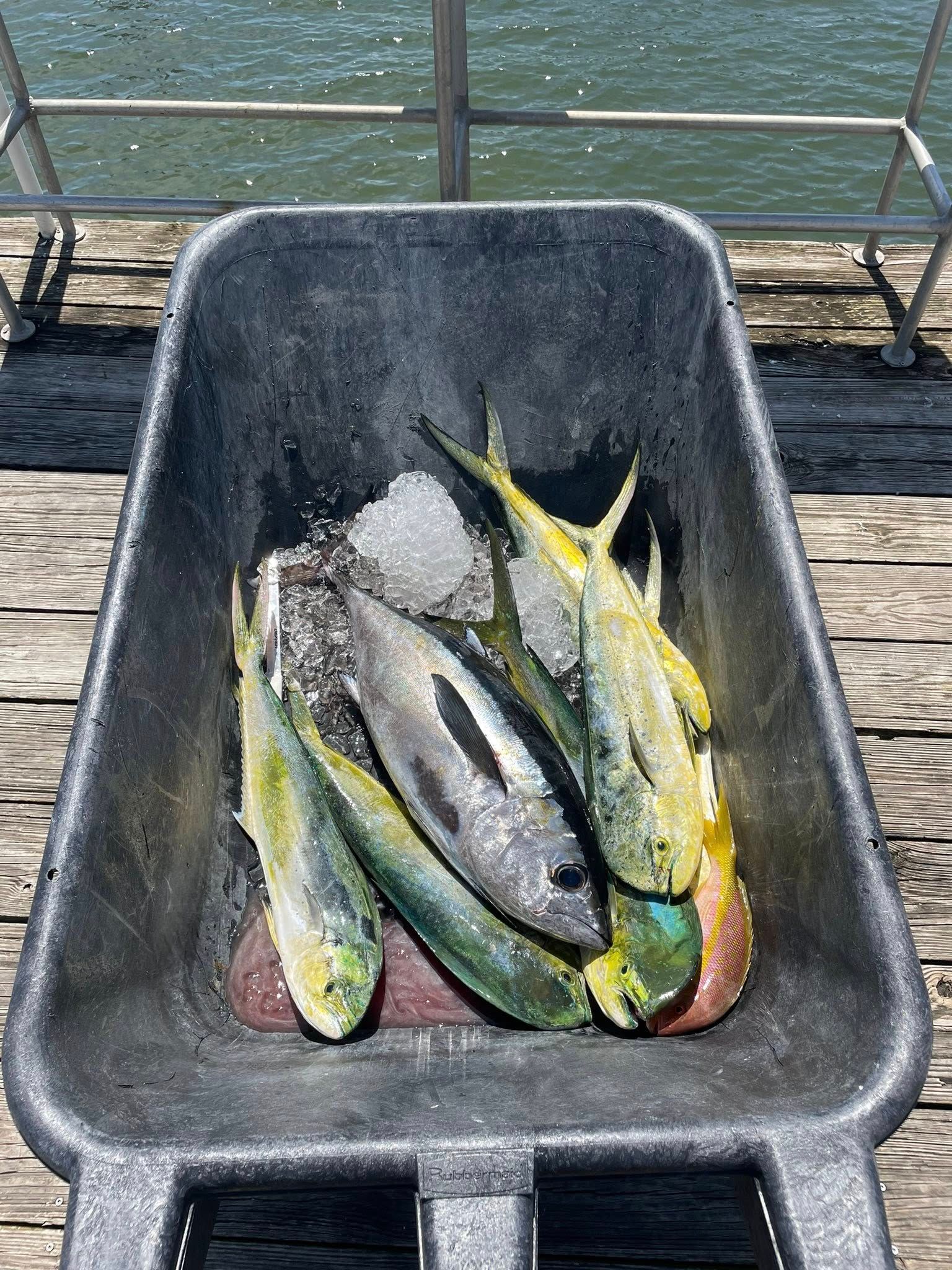 Several freshly caught fish in a black wheelbarrow on a dock by the water.