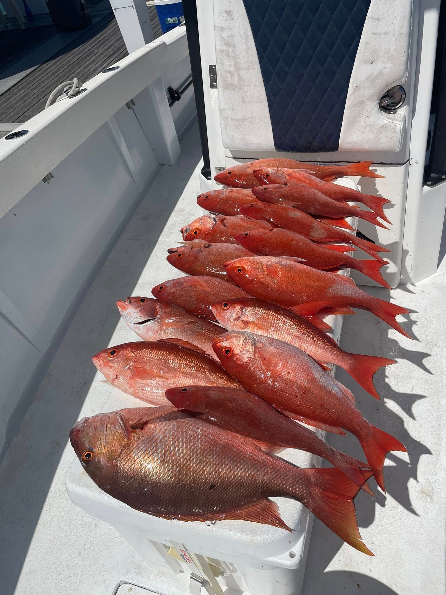 Fresh red fish laid out on a boat deck in a neat row