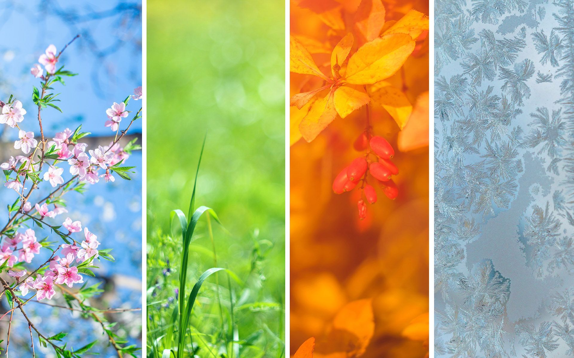 Four seasonal panels: spring blossoms, summer green, autumn leaves, winter frost.