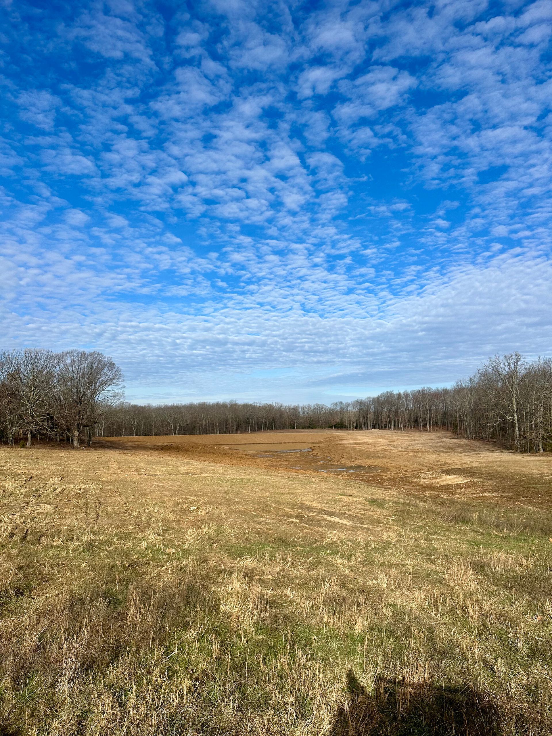 Open grassy field under a bright blue, cloud-filled sky, bordered by leafless trees.