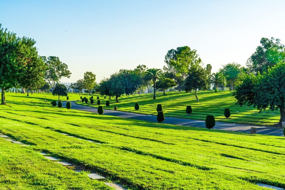 Sunny green park with neatly trimmed lawns, scattered trees, and a clear blue sky