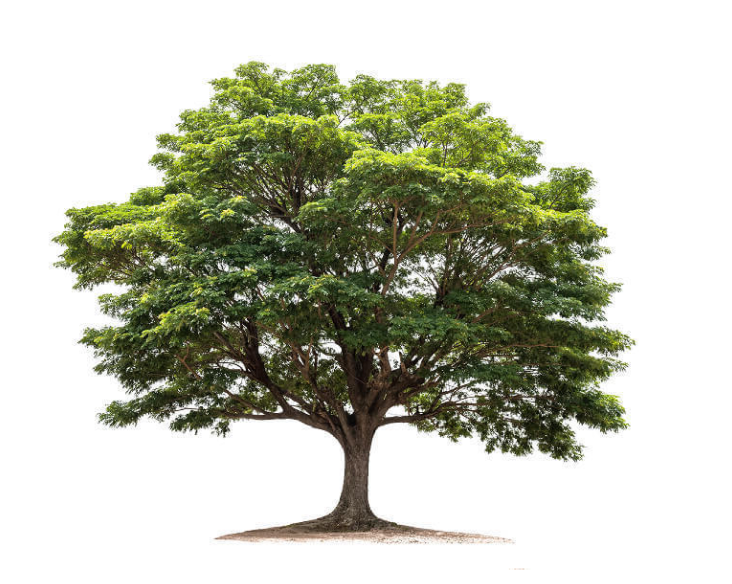 Lush green tree with a broad canopy and single trunk on a white background