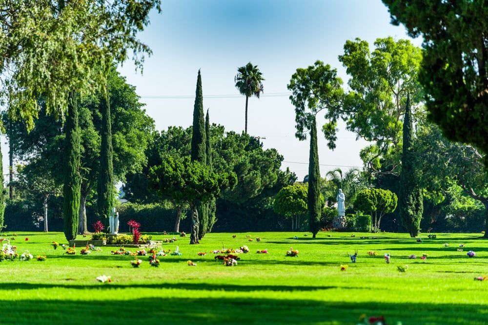 Sunny park with green lawn, palm trees, and birds scattered across the grass.