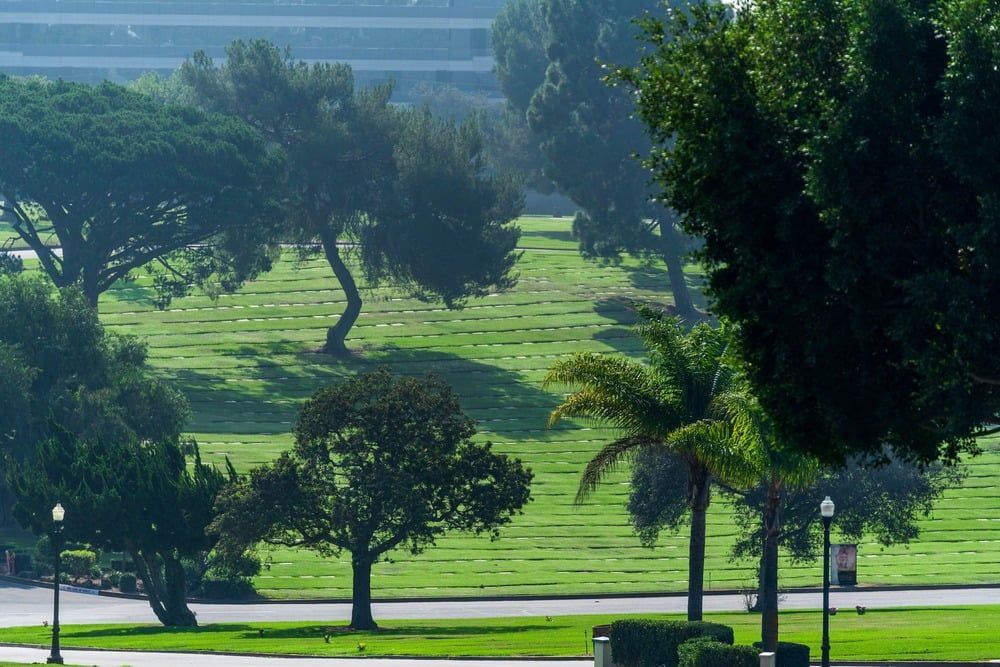 Sunny green park with trees and a palm beside a road