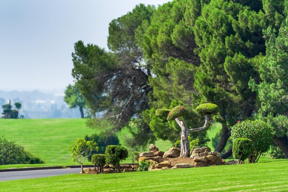 Lush green park with sculpted trees and a bench beside a grassy lawn under a bright sky