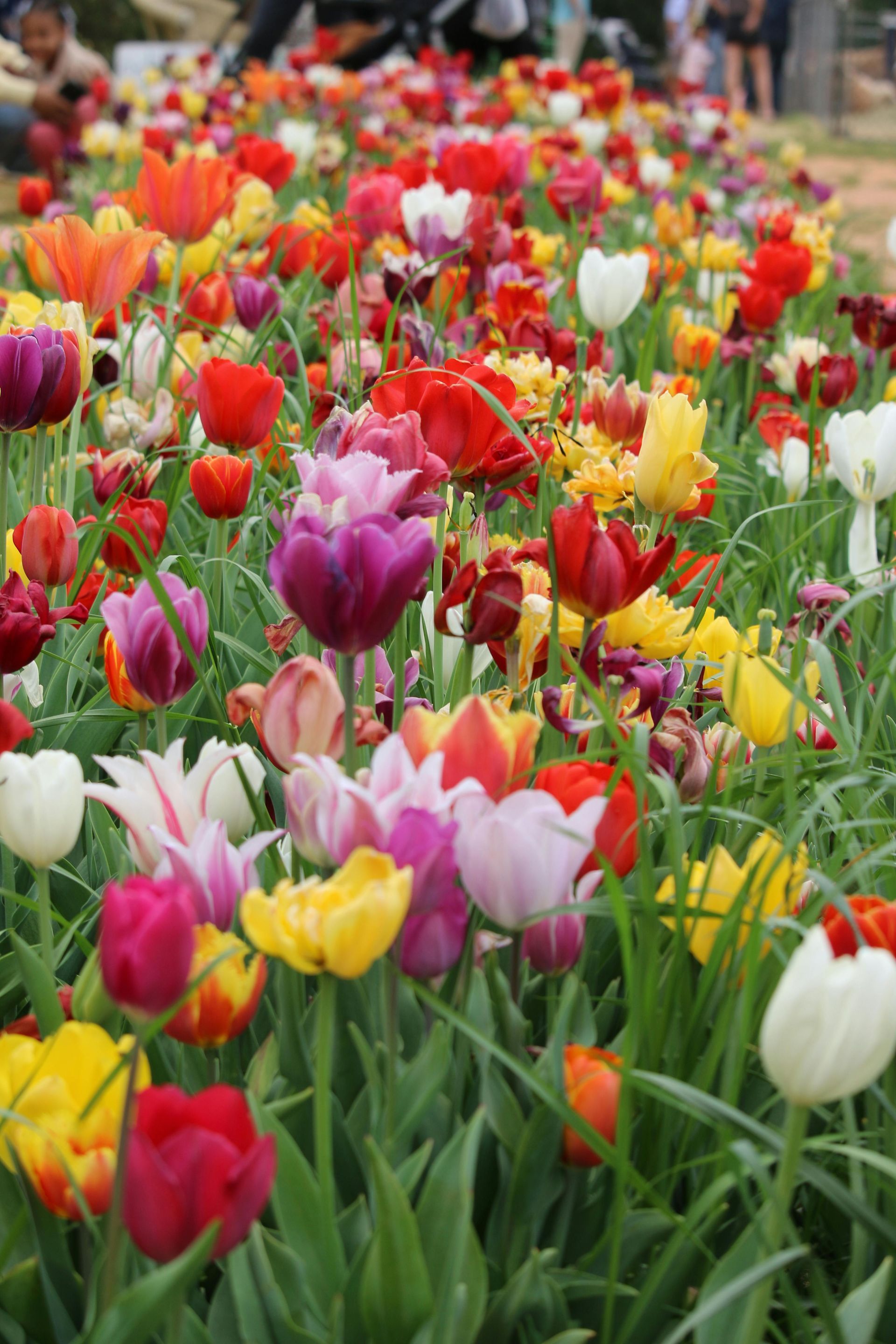 Colorful tulips in bloom, with red, pink, yellow, and white flowers filling a garden bed.