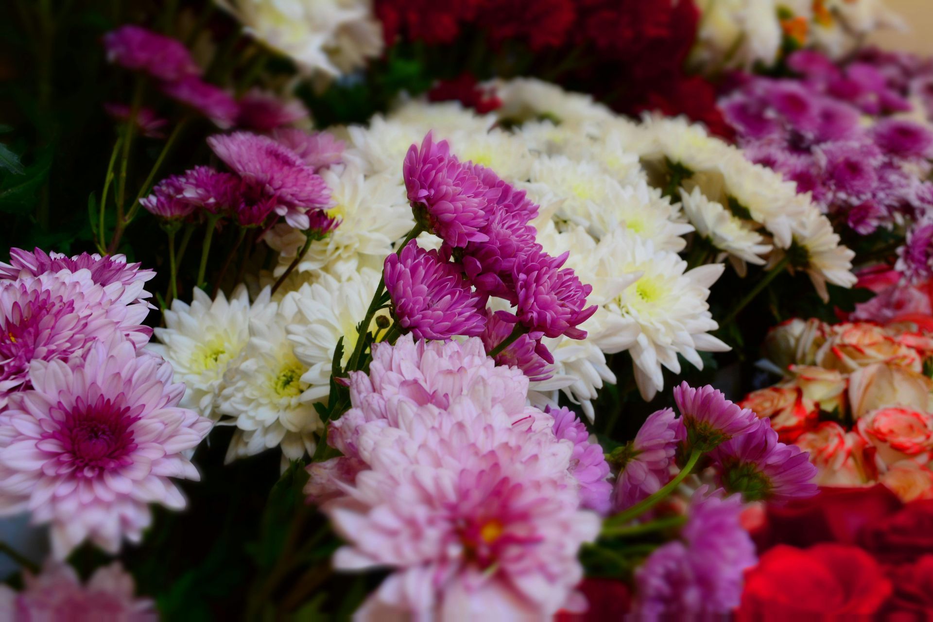 Assorted pink, white, and red flowers clustered together in a colorful bouquet