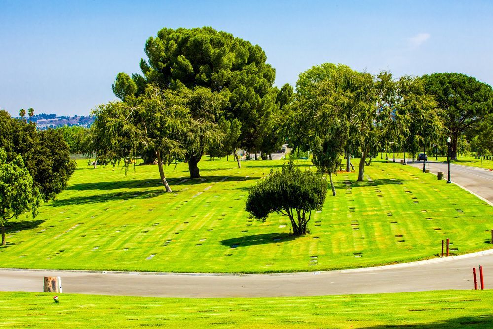 Bright green park with large trees, a curving road, and manicured lawns under a sunny sky