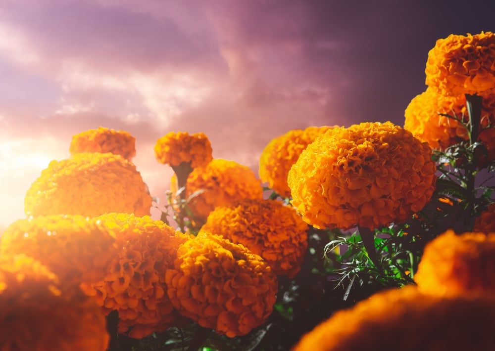 Bright orange marigold flowers glowing in warm sunlight under a purple sky