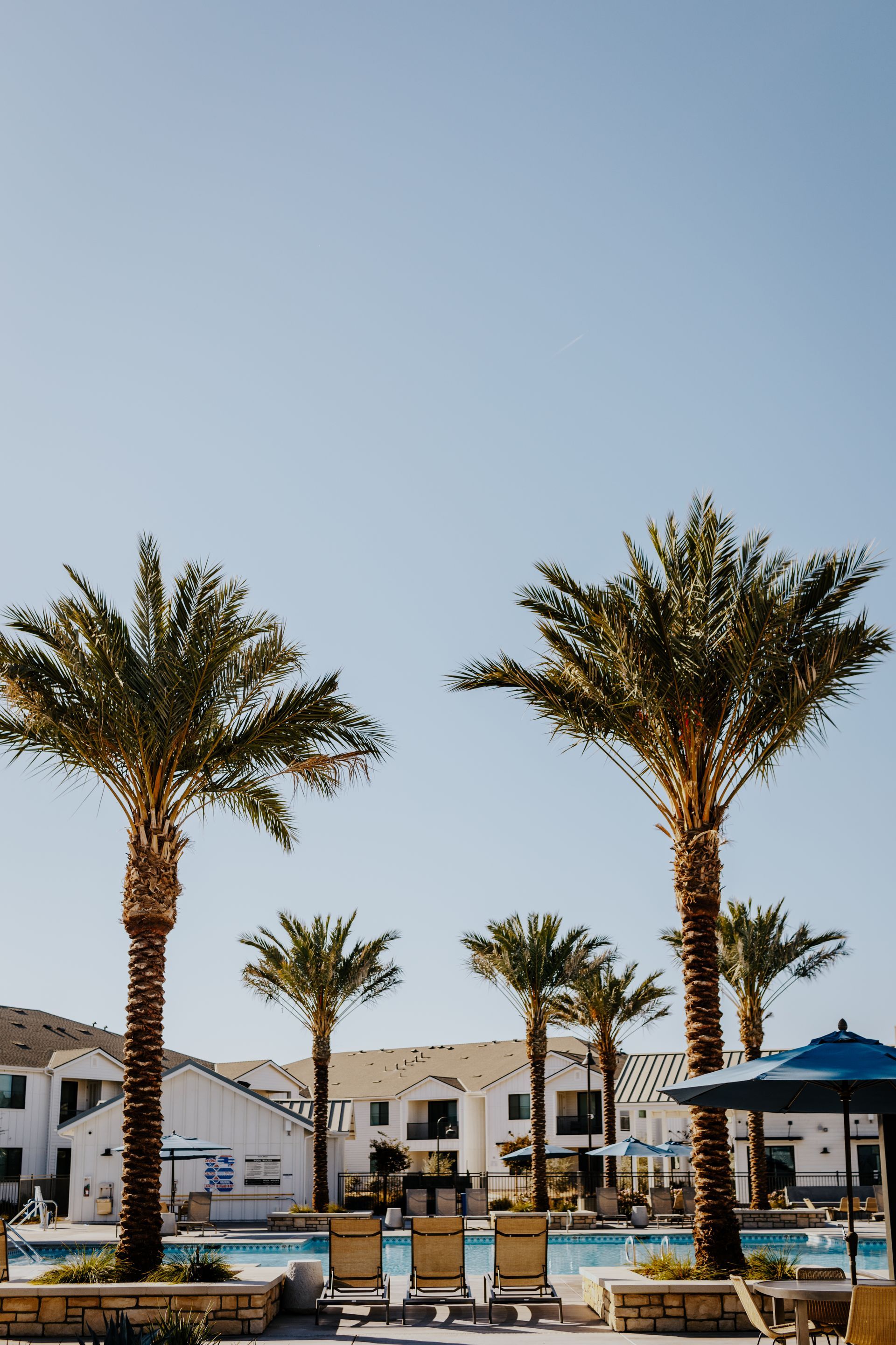 A swimming pool surrounded by palm trees and chairs on a sunny day.
