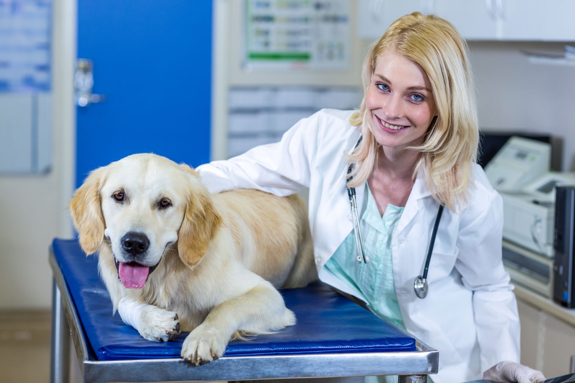 VETERINARIAN WITH DOG PROMOTING ONLINE MEMBERSHIP smiling female veterinarian stands next to a Labrador dog on examination table to promote the benefits of online membership offers