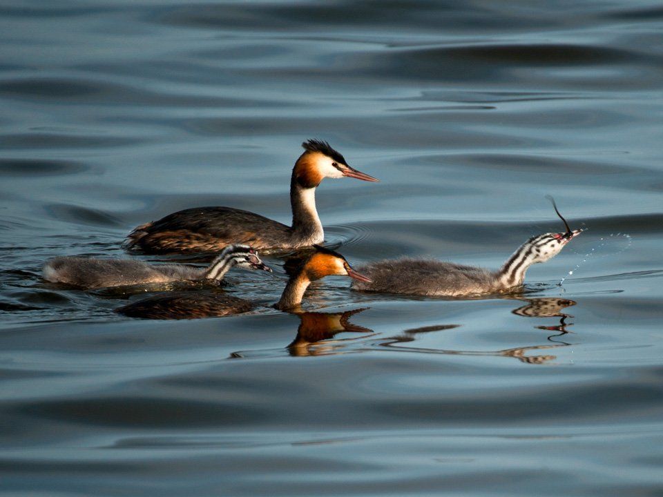A group of crested grebes and young are swimming in the water