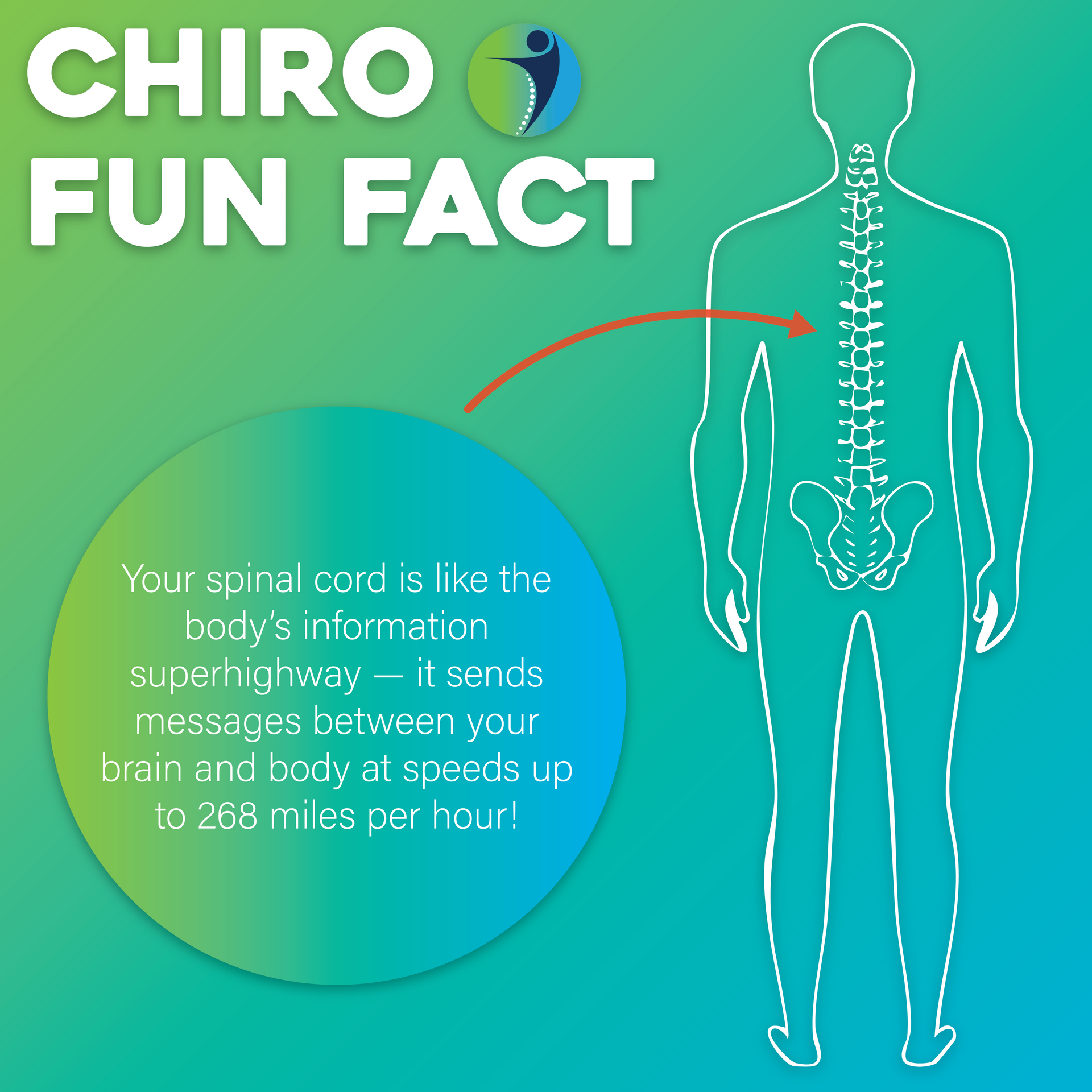 Chiropractic fun fact: The spinal cord is like a body superhighway, sending messages at 268 mph.