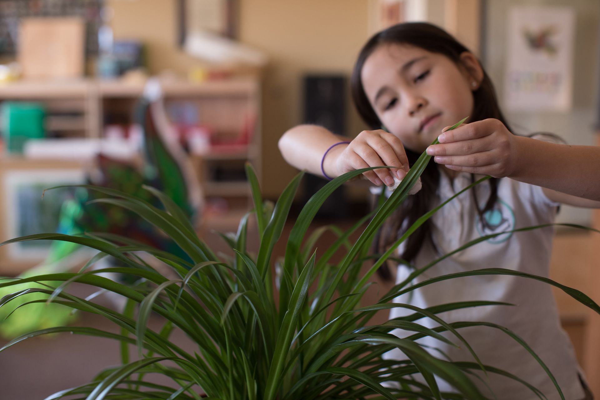 Child dusting a green potted plant in a classroom or playroom