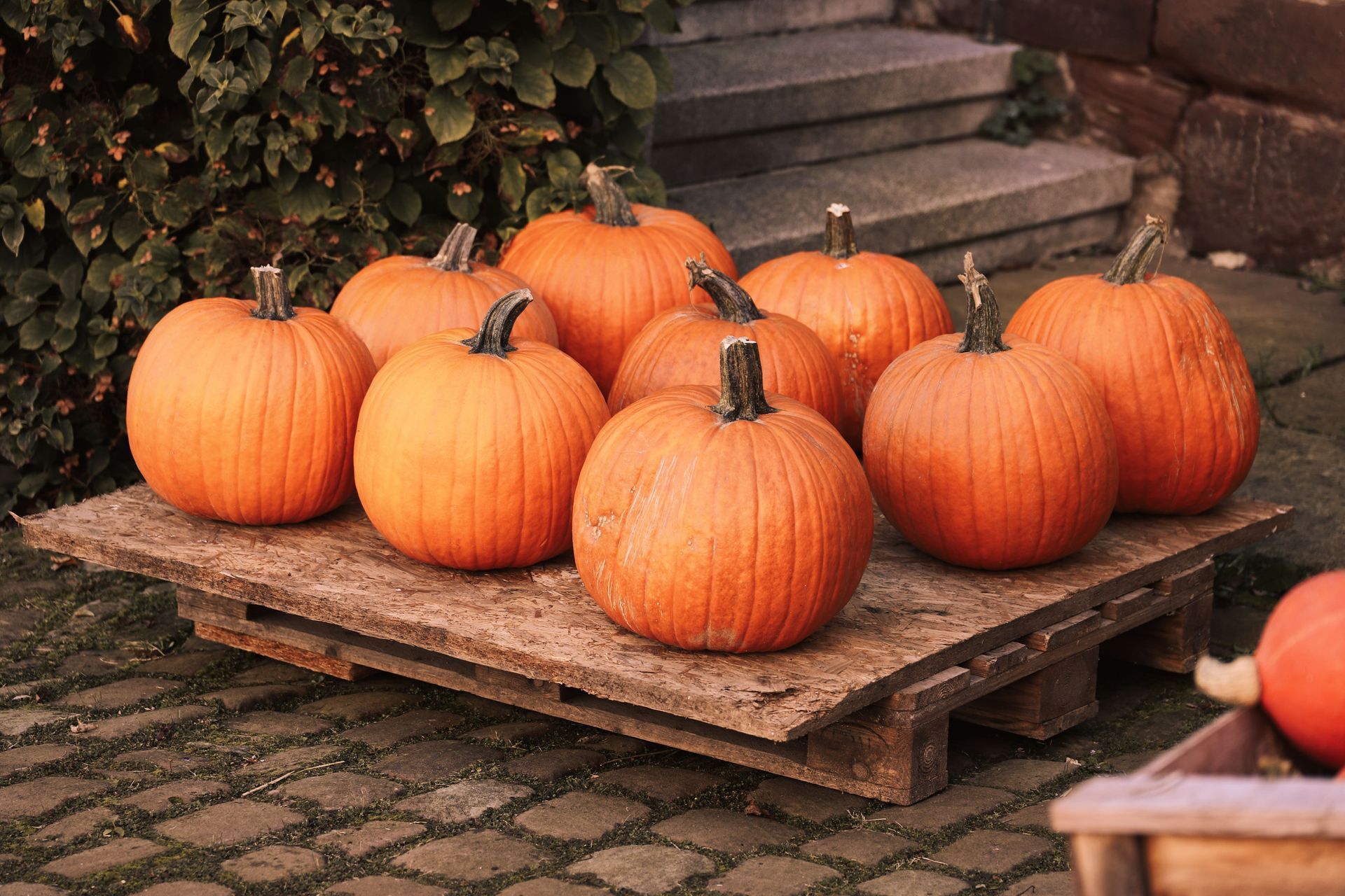 Pumpkins stacked on wooden pallets at an outdoor market stall