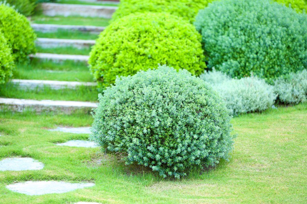 beautiful lush bushes in garden