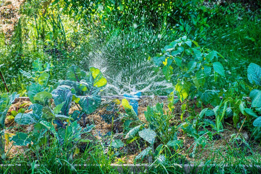 spinkler in garden summer time