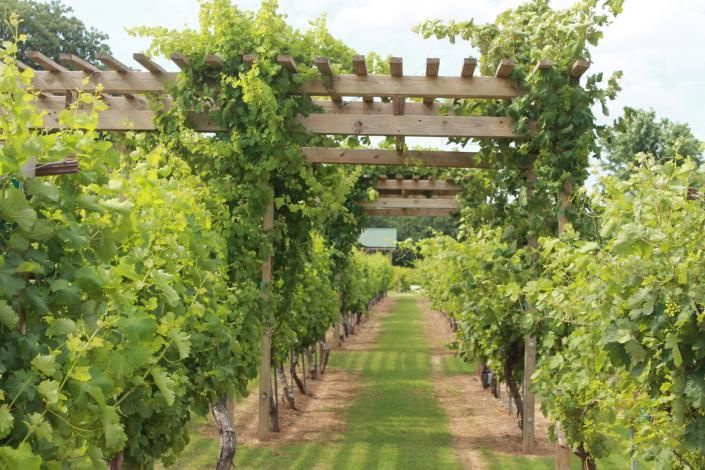 waddell vineyards