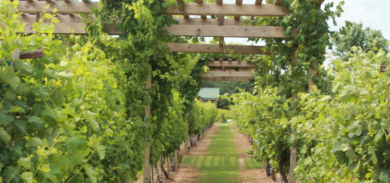 winery
