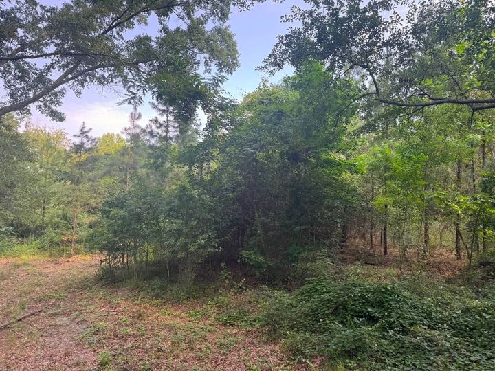 Wooded clearing with dense green trees and shrubs under a cloudy sky