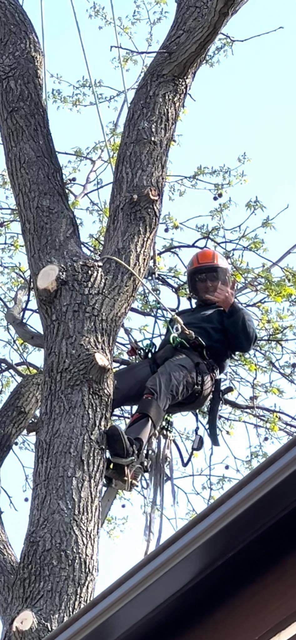 Arborist in a tree, wearing a helmet and harness, cutting branches.