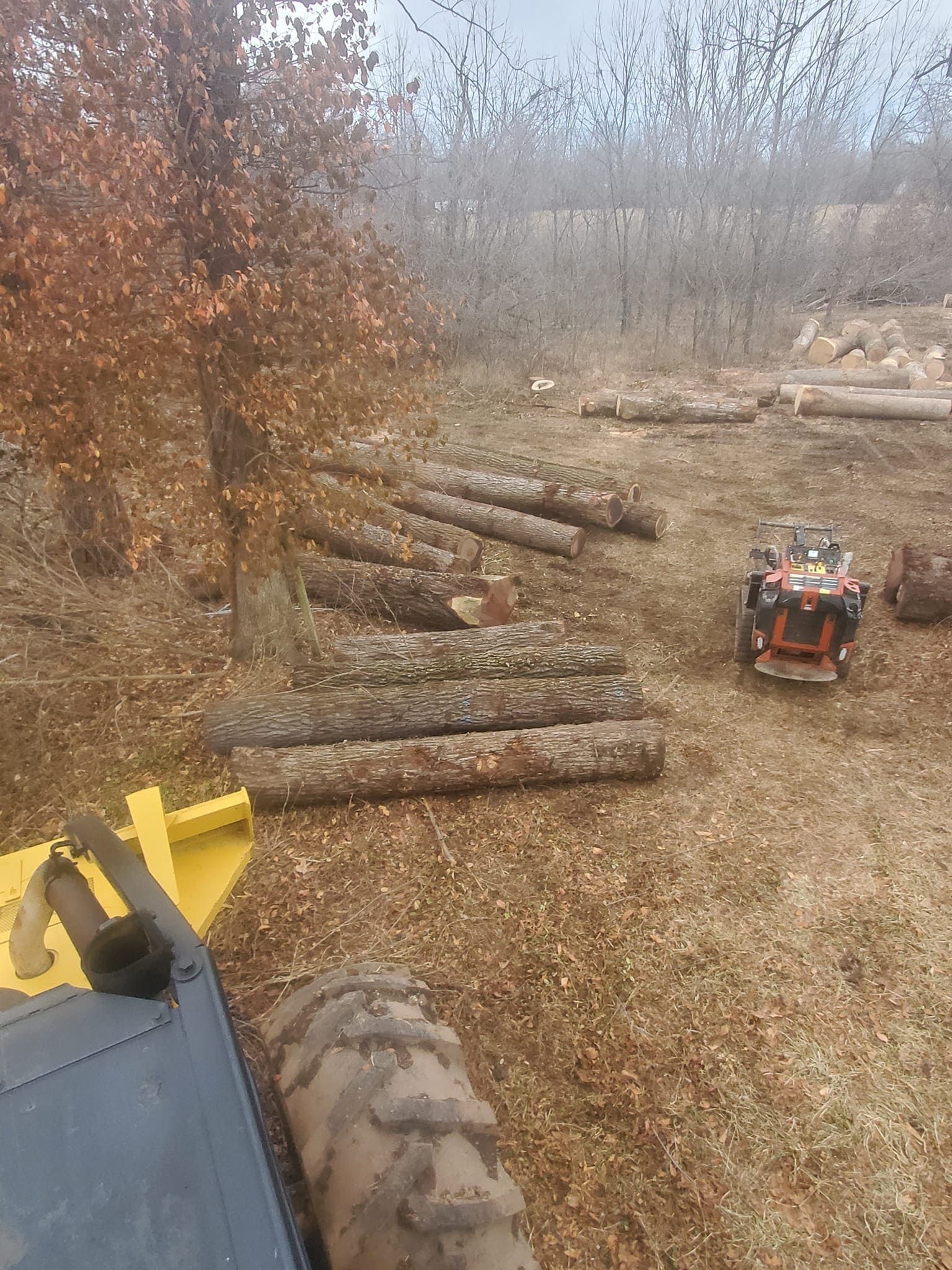 Logs and forestry equipment in a wooded area, likely logging operation.