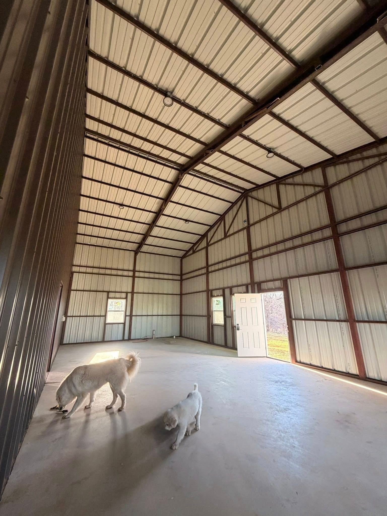 Two goats inside a large metal barn with a concrete floor and open doorway