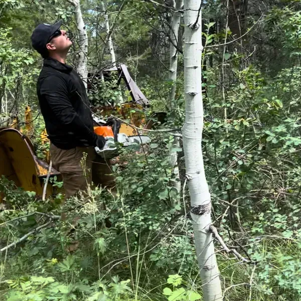a man is cutting a tree with a chainsaw in the woods .