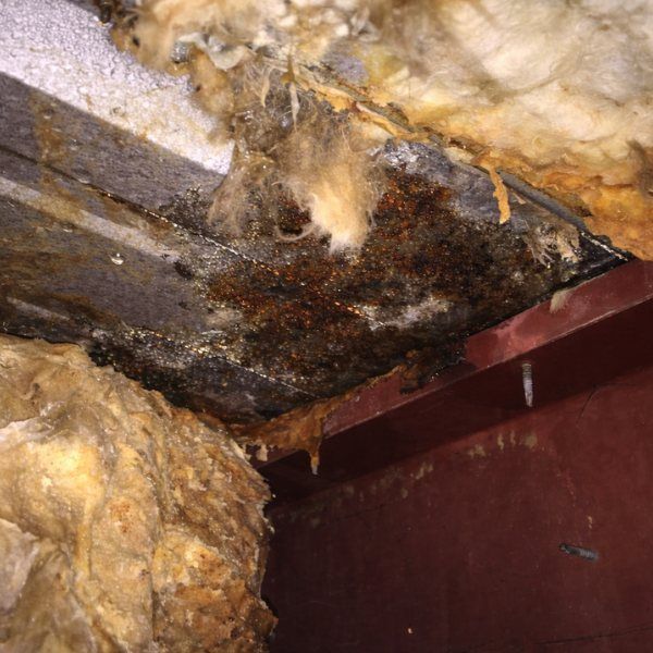 Mold and water damage on ceiling beams and insulation, with visible discoloration.