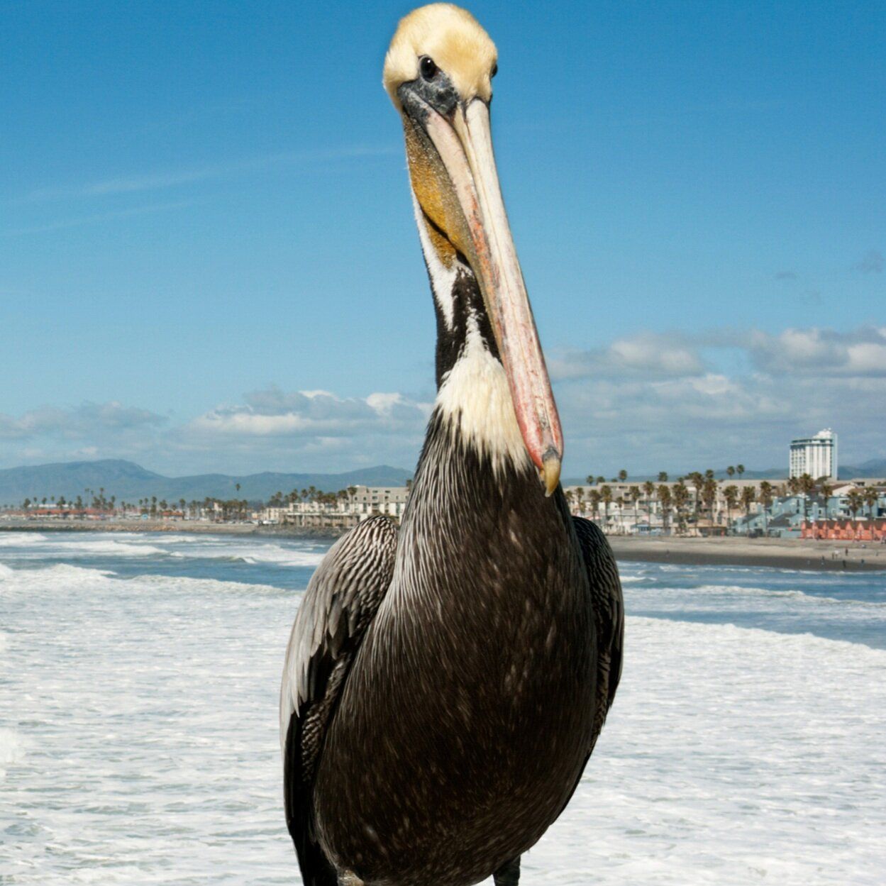 Brown pelican standing on a sunny beach with ocean waves and distant shoreline behind it