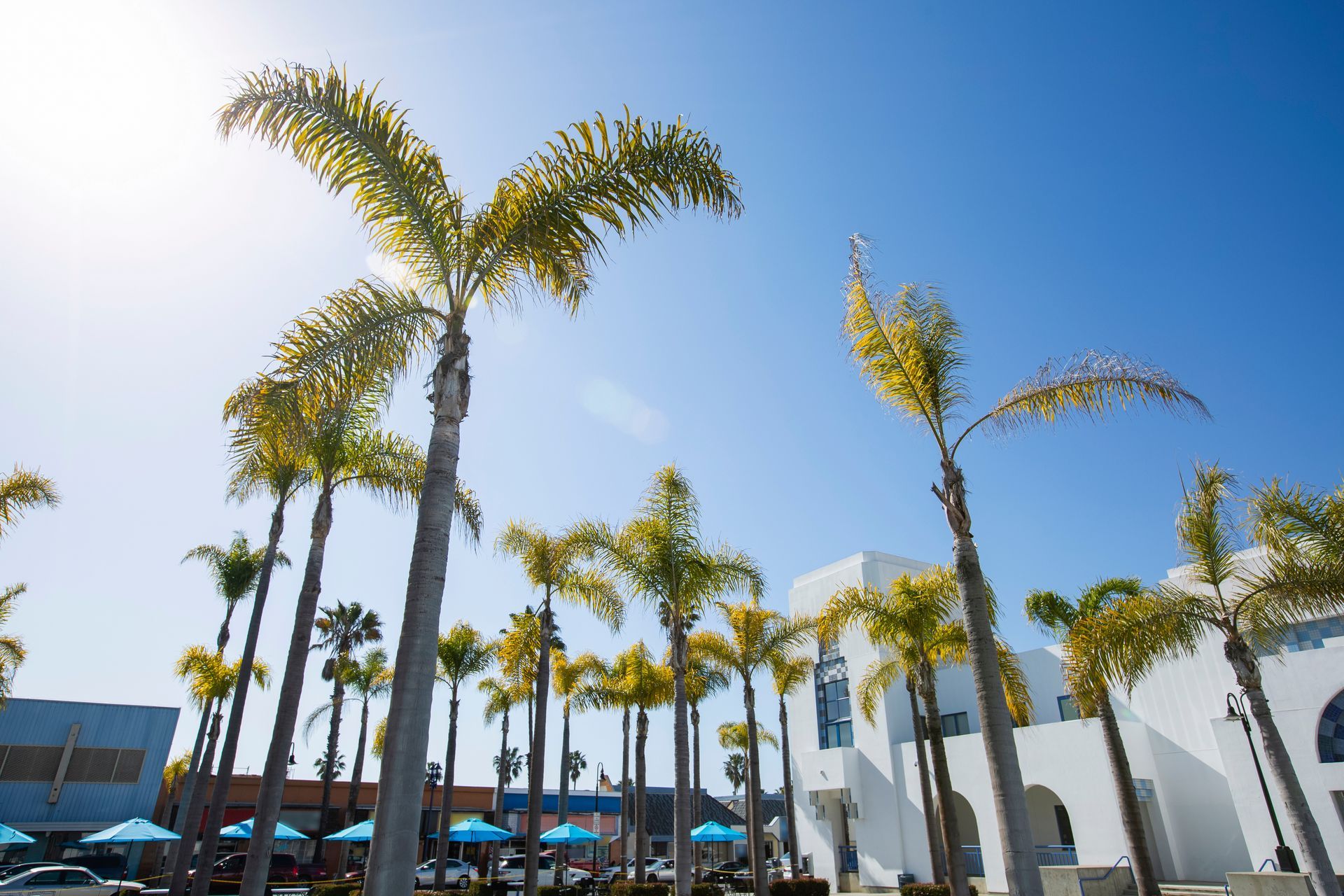 Tall palm trees against a bright blue sky outside a modern building on a sunny day