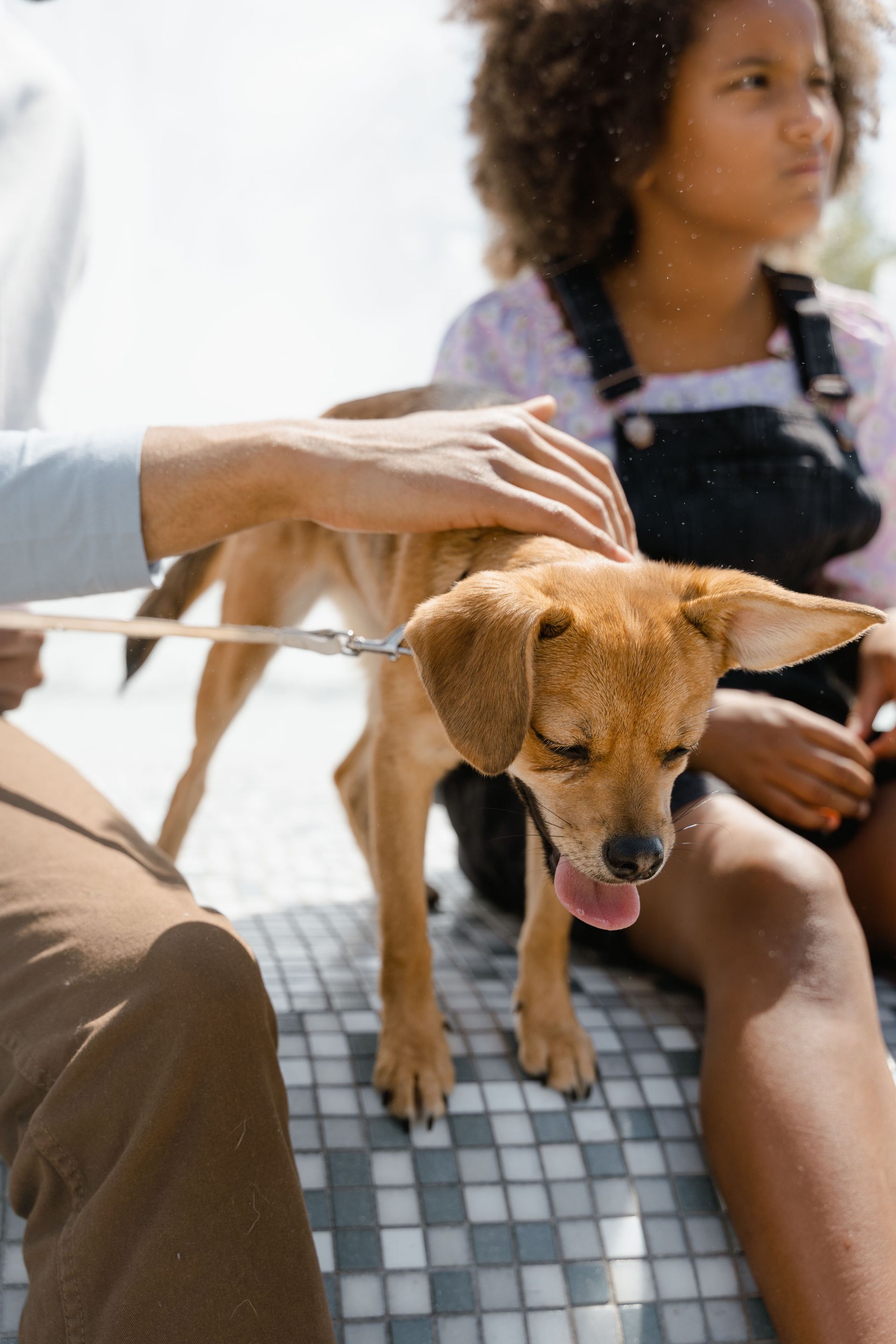 A small tan dog on a leash sits beside a person on a bench, with a hand resting on its back.