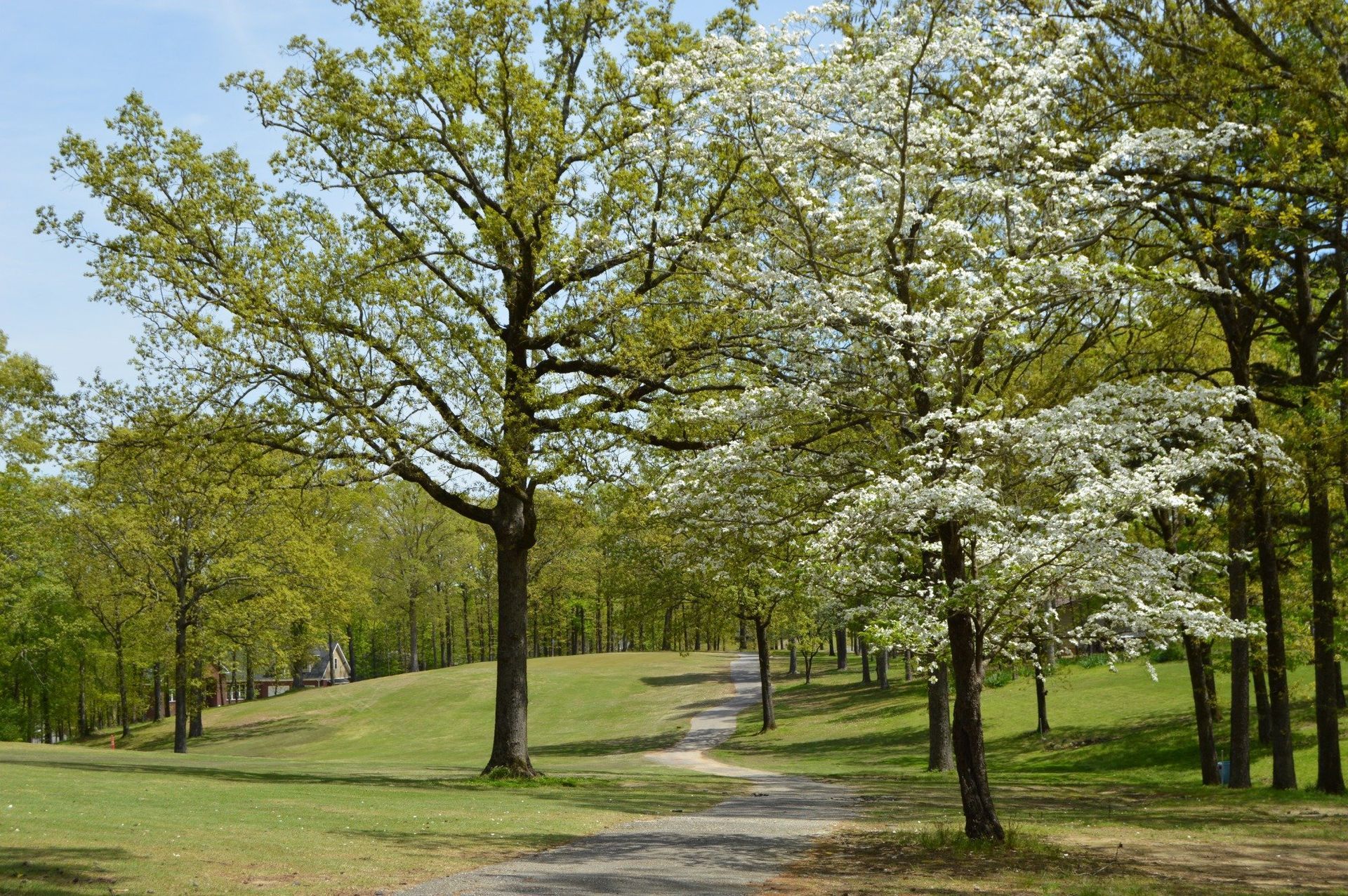Park with trees, path winding uphill through green grass; one tree in bloom with white flowers.