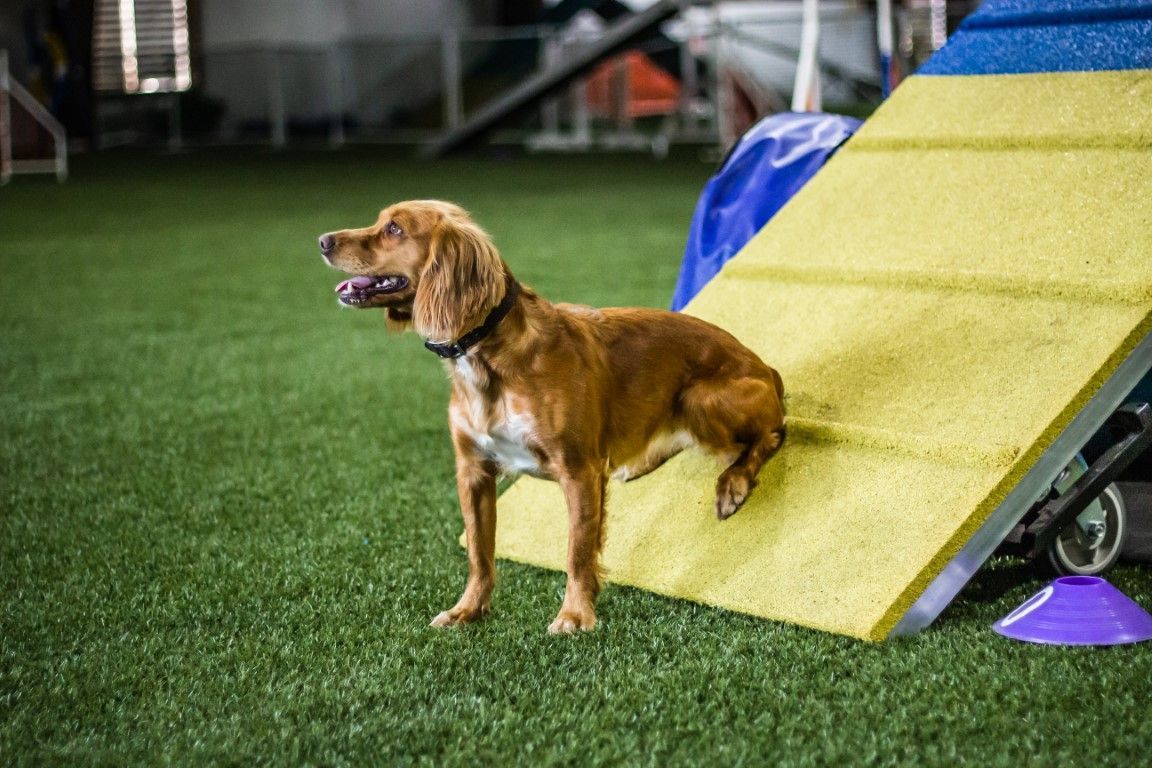 Golden retriever standing by a yellow agility ramp on indoor turf, panting with tongue out