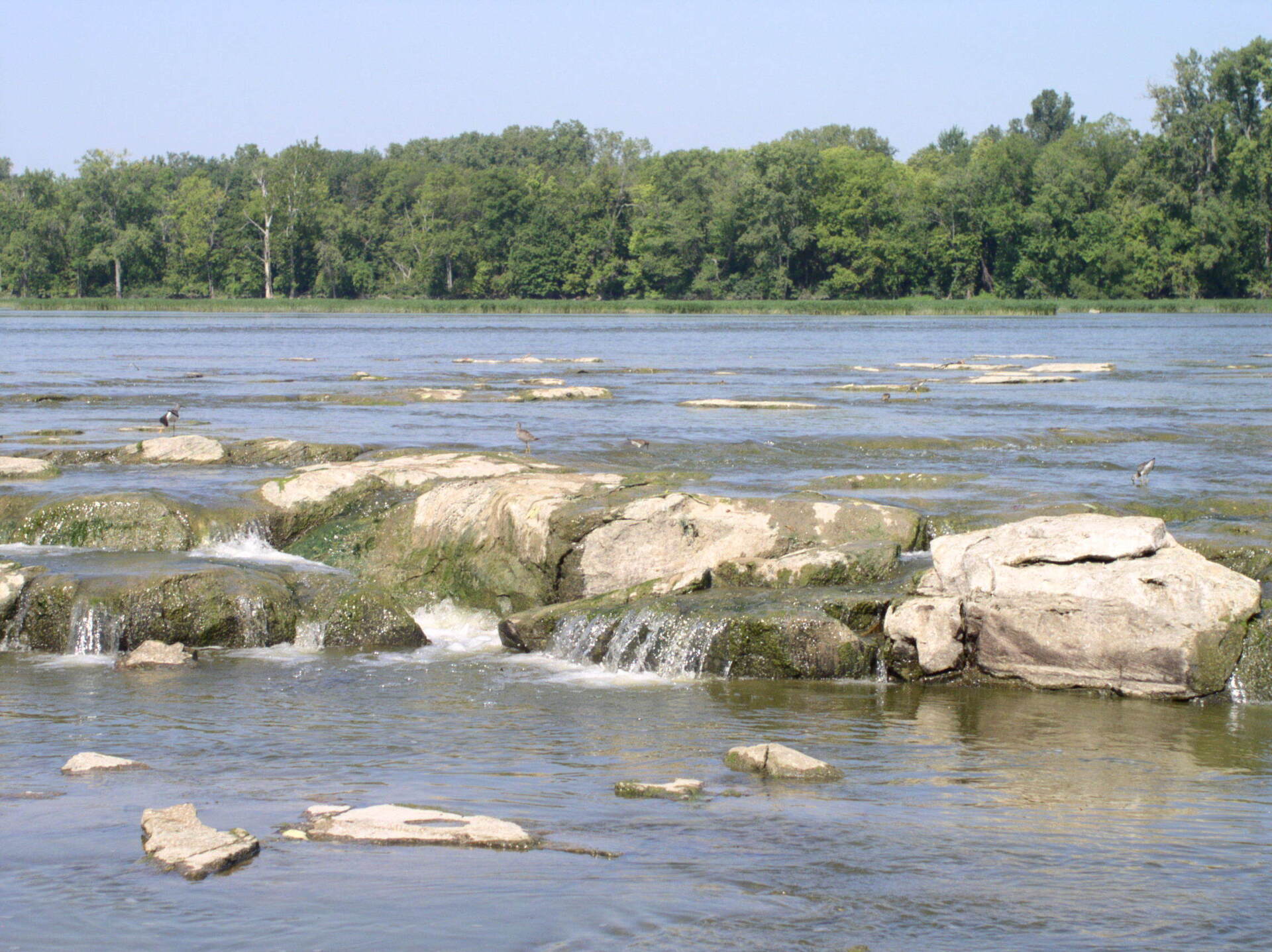 A river with rocks in the foreground and trees in the background