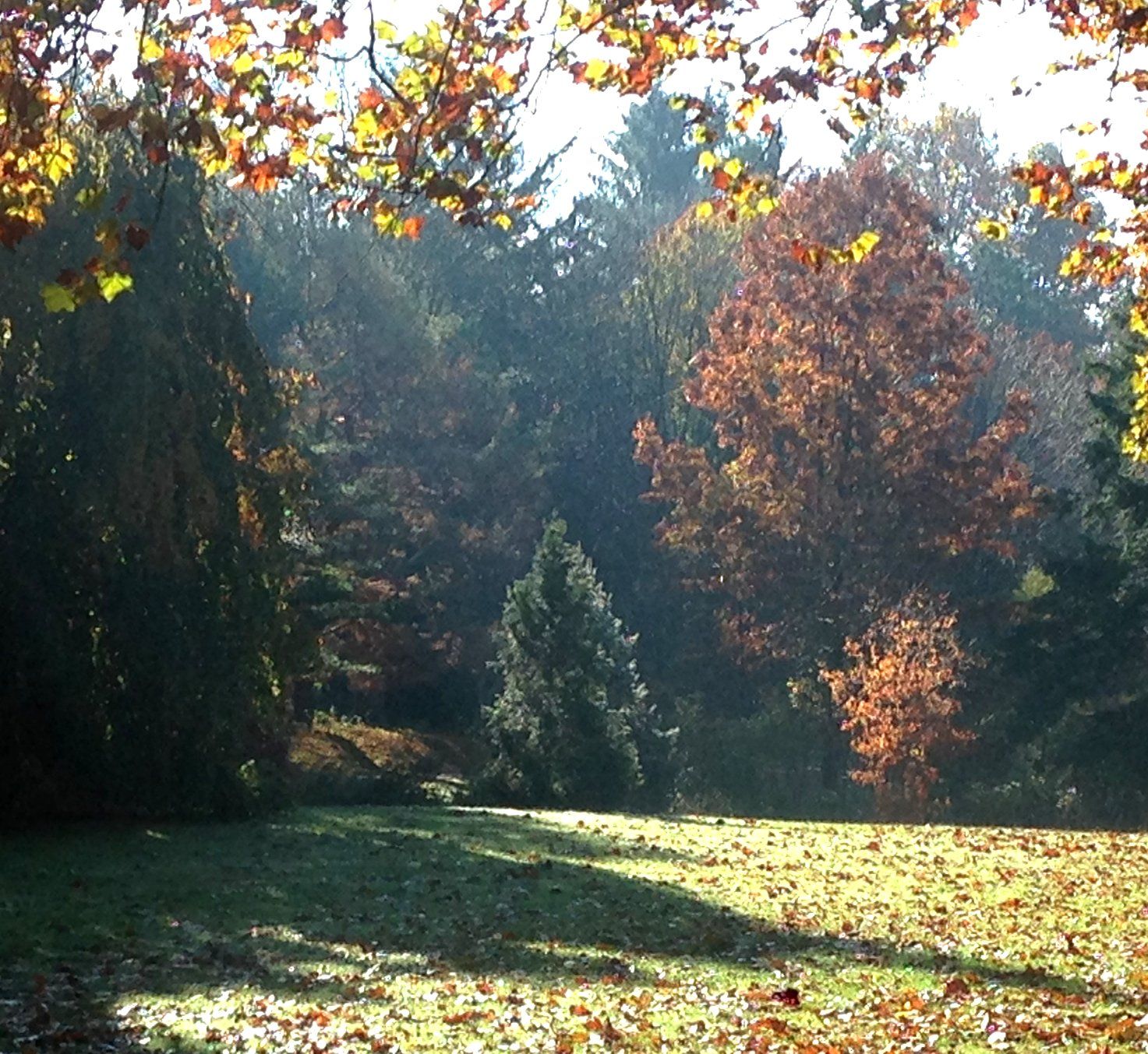 A field with trees in the background and leaves on the ground