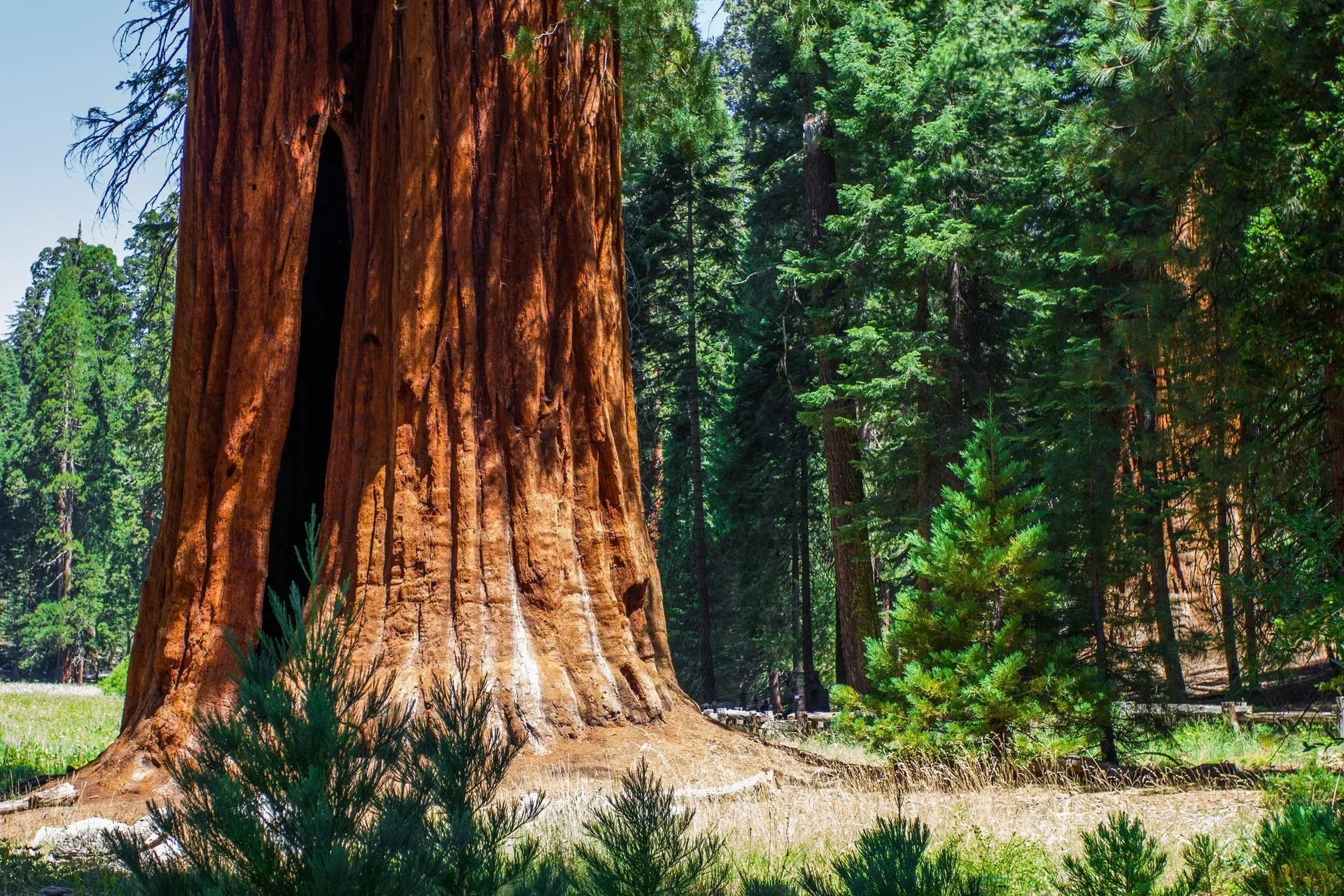 A massive, reddish-brown giant sequoia tree with a large hollow trunk stands in a sunlit forest of tall pine trees.