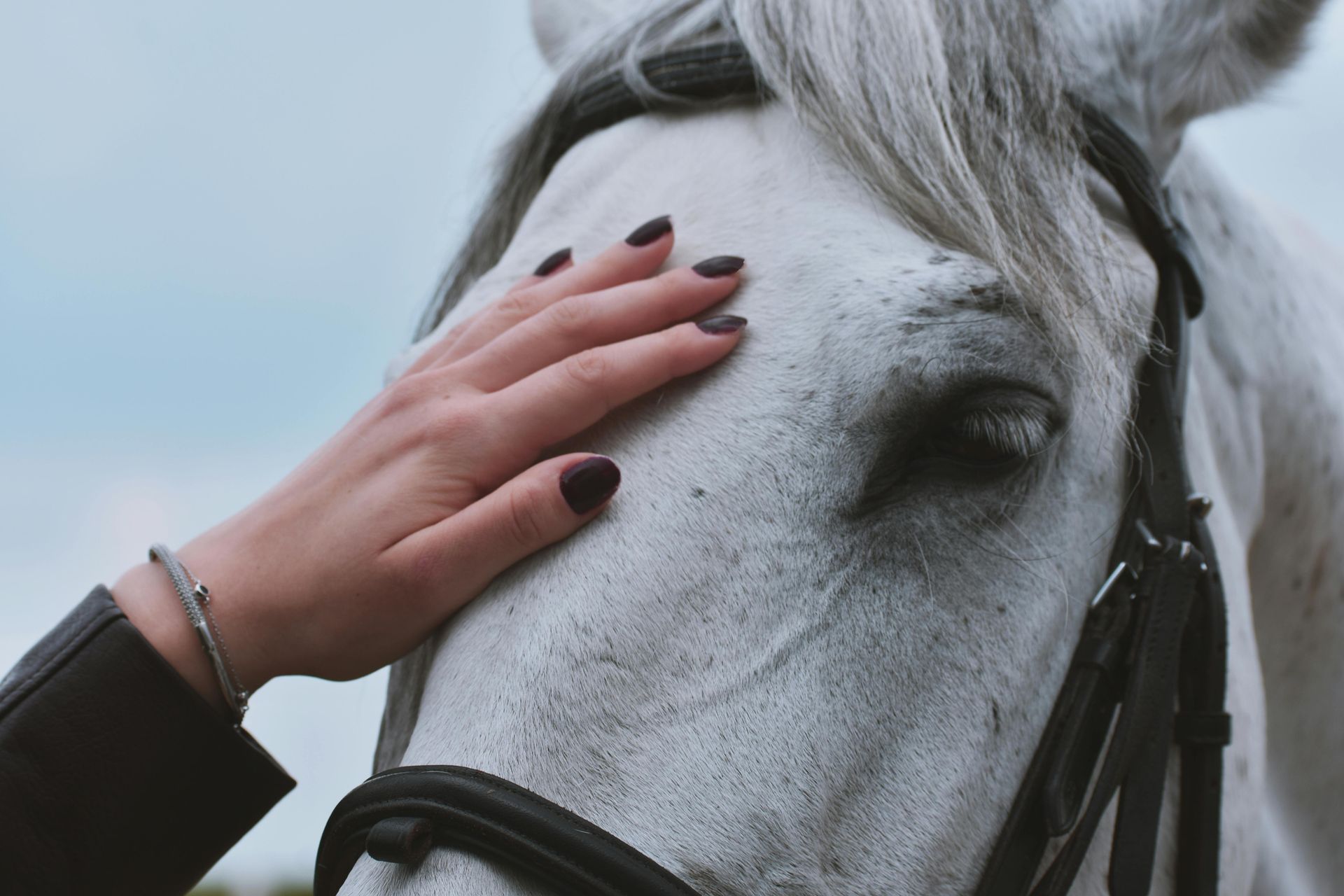 A woman 's hand is petting a white horse 's face.
