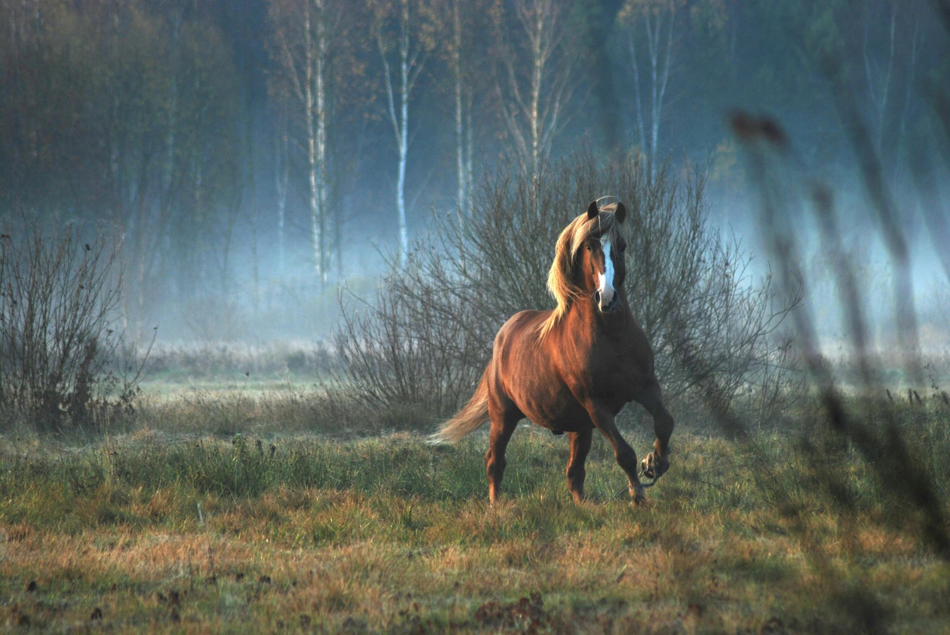 A horse is running in a field with trees in the background.