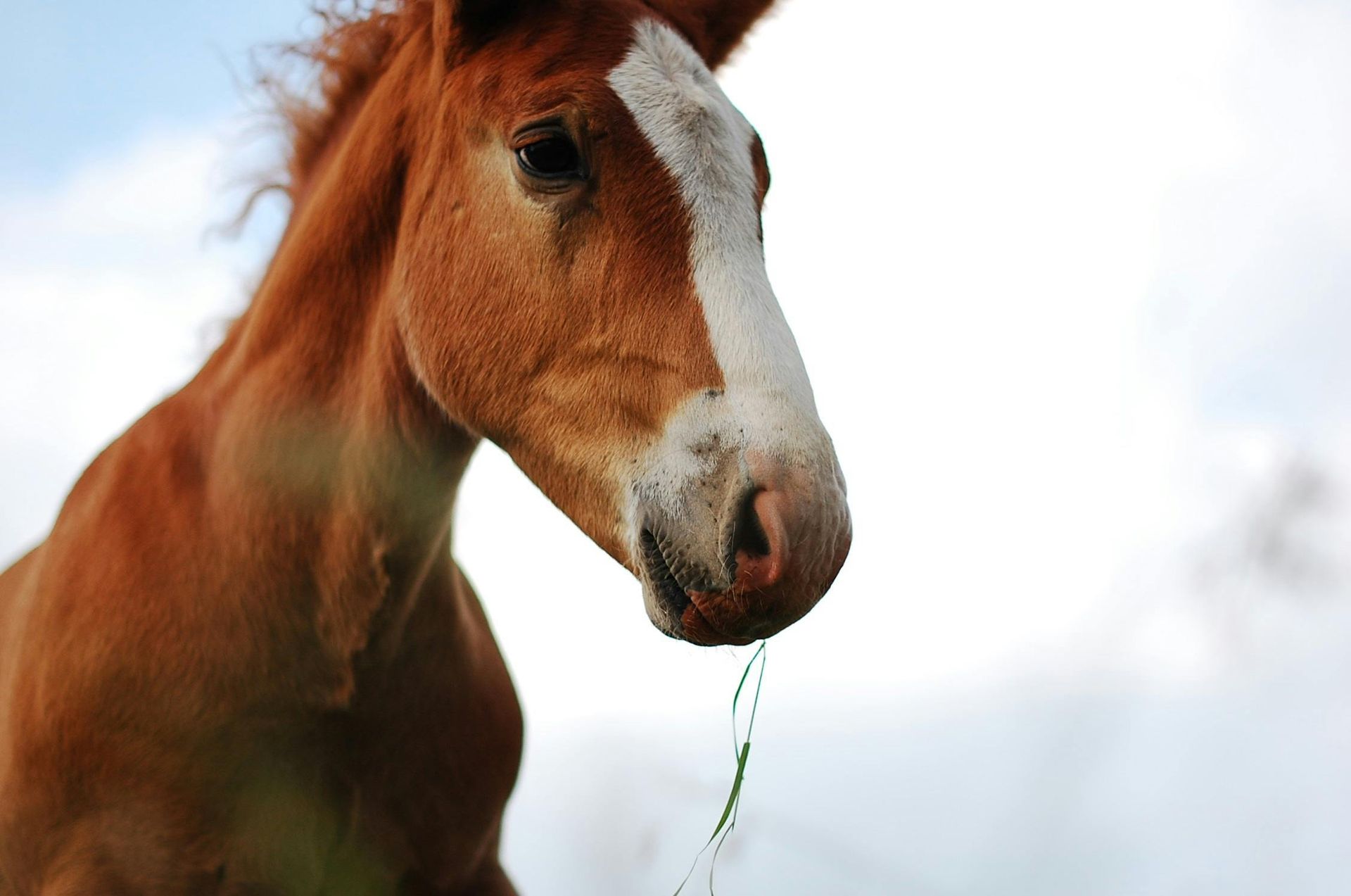 A brown horse with a white spot on its nose