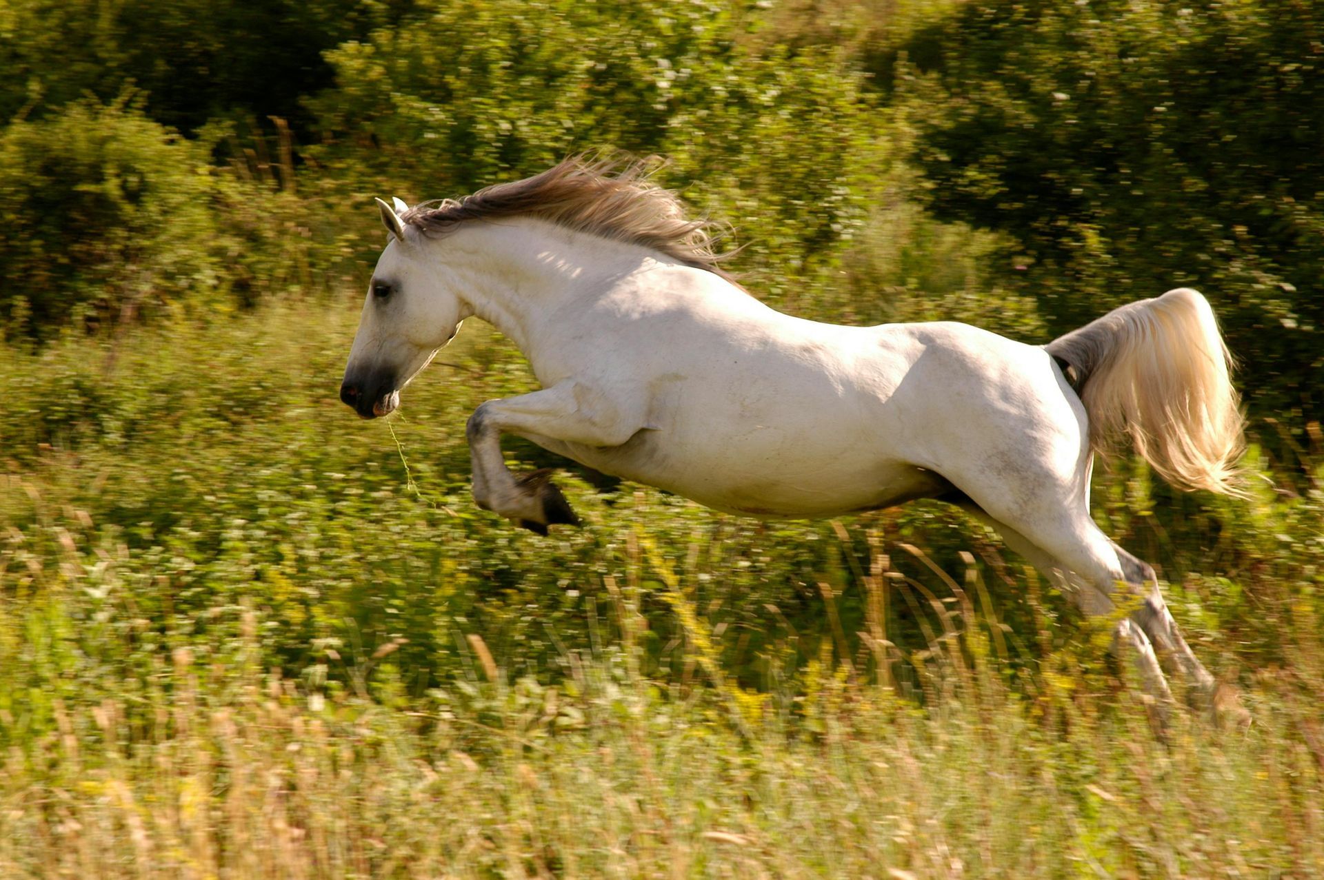 A white horse is jumping in a field of tall grass.