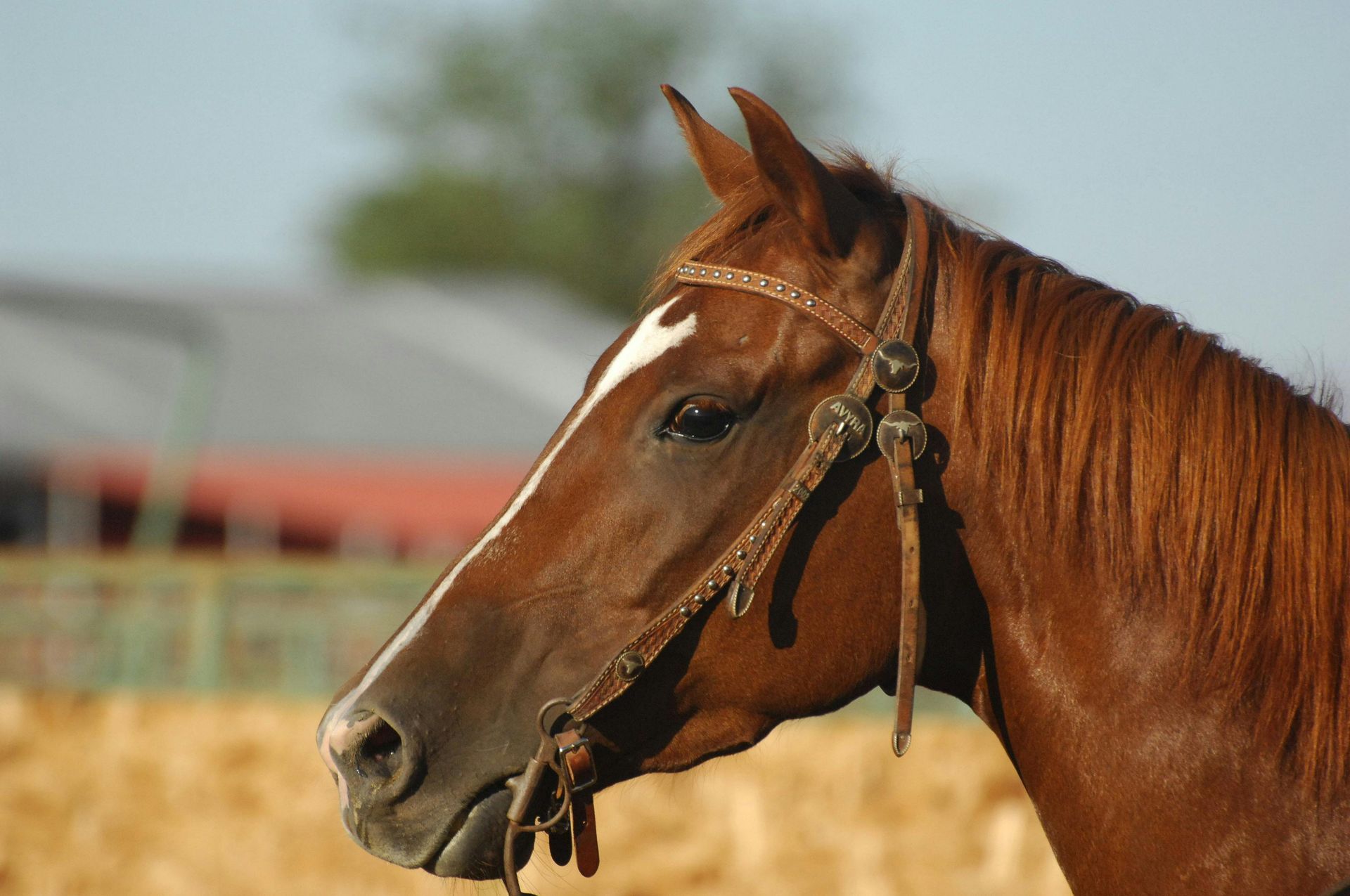 A close up of a brown horse with a bridle on